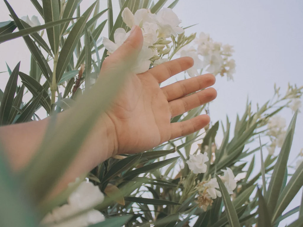A hand touching a white flower in the greens